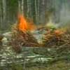 Виновник лесных пожаров — человек