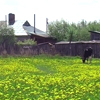 80-летие Муромского района