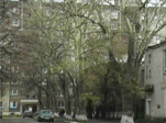 Старые тополя мешают жить