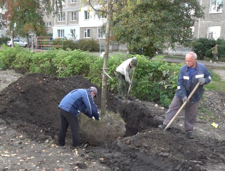 Озеленение нового сквера: у городского Центра единоборств высаживают дубы и липы
